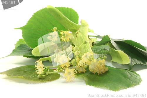 Image of Linden flowers