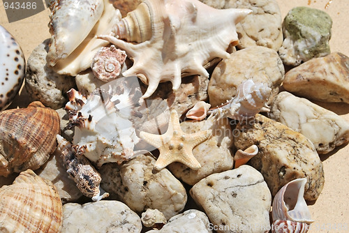 Image of few seashells