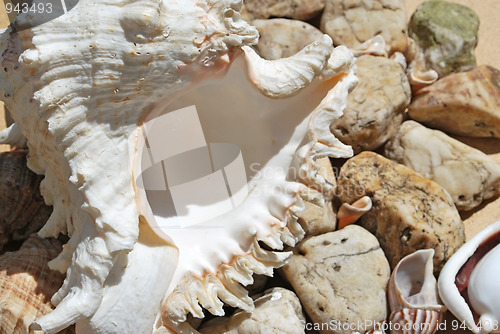 Image of few seashells