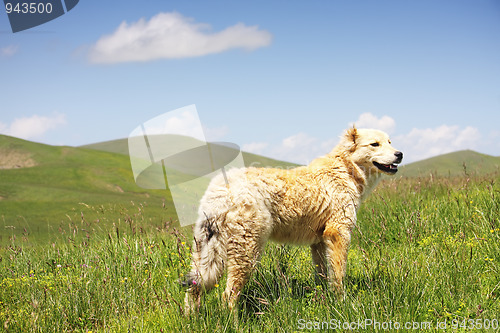 Image of Dog in grass