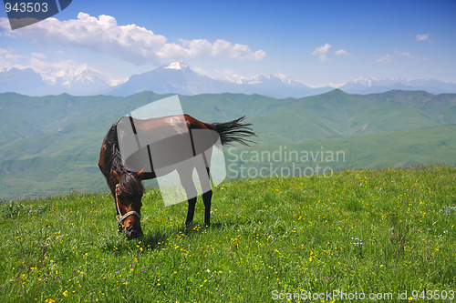 Image of Horse in mountains