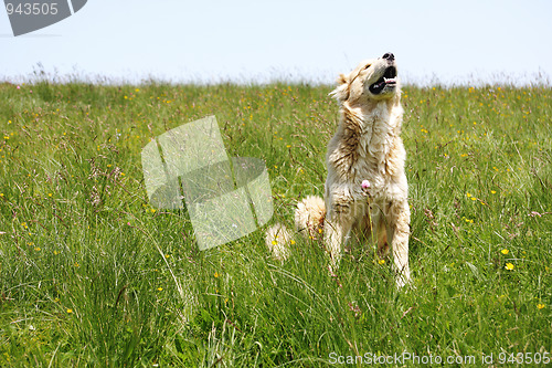 Image of Dog in grass raising head