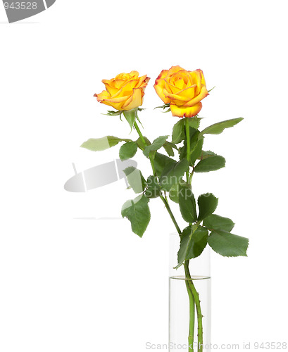 Image of yellow rose