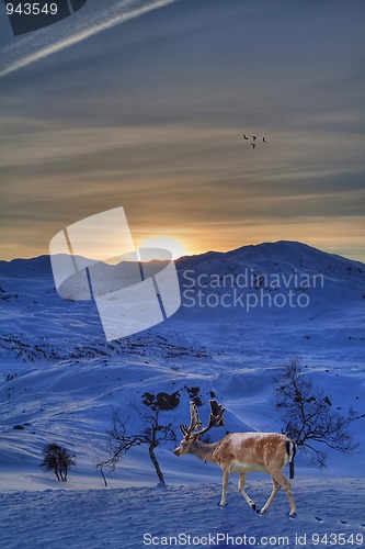 Image of Reindeer