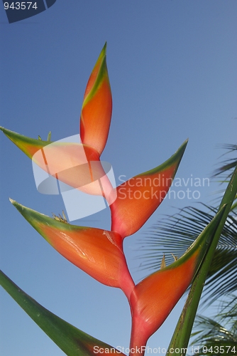 Image of beauty helicona