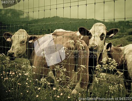 Image of Cows