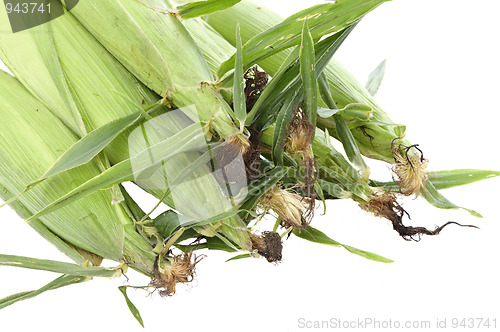 Image of Ears Of Corn