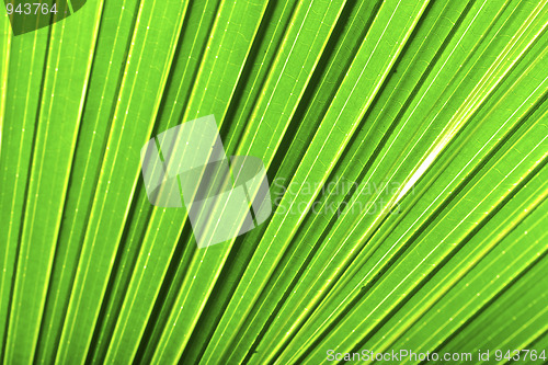 Image of Beautiful green palm leaf background with backlighting 