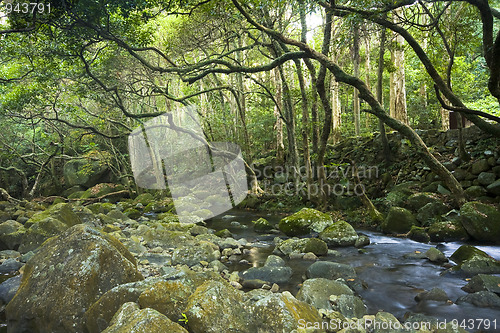 Image of green forest and river 