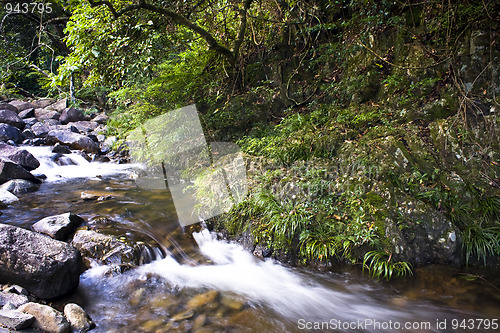 Image of green forest and river 