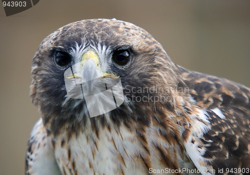 Image of Red tailed hawk