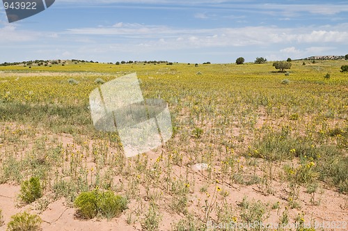 Image of Wildflowers