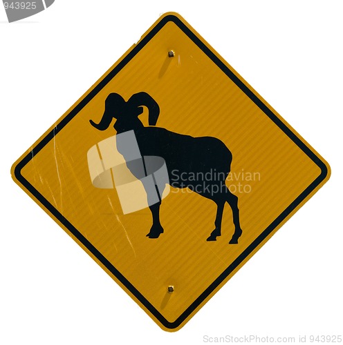 Image of Bighorn Sheep Crossing