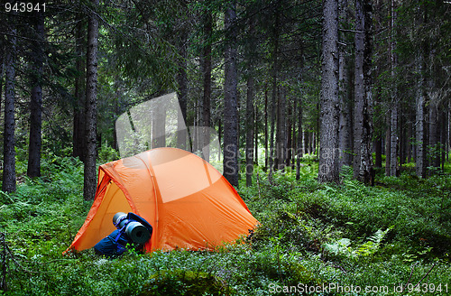 Image of Camping in the Forest