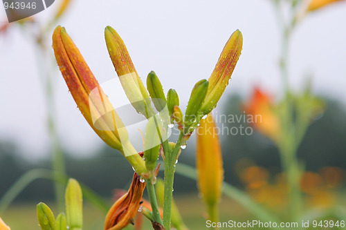 Image of Lily in grass.