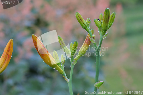 Image of Lily in grass.