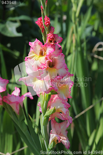 Image of Gladiolus