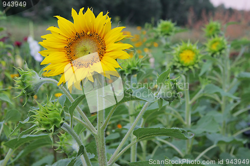 Image of Sunflowers