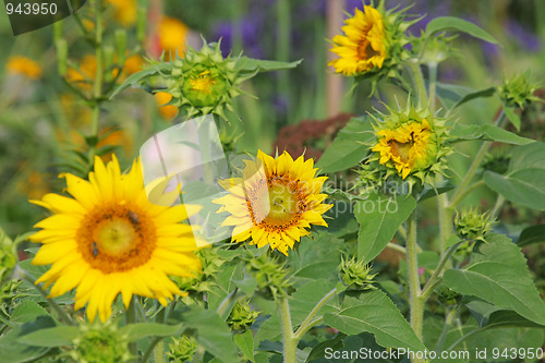 Image of Sunflowers