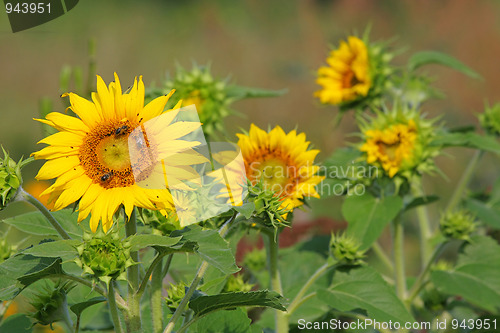 Image of Sunflowers