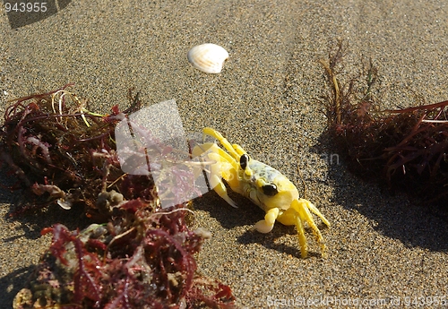 Image of YELLOW CRAB