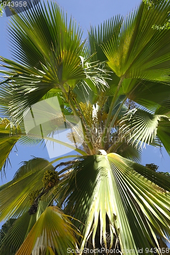 Image of LIVISTONA