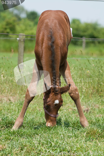 Image of Cute Young Horse