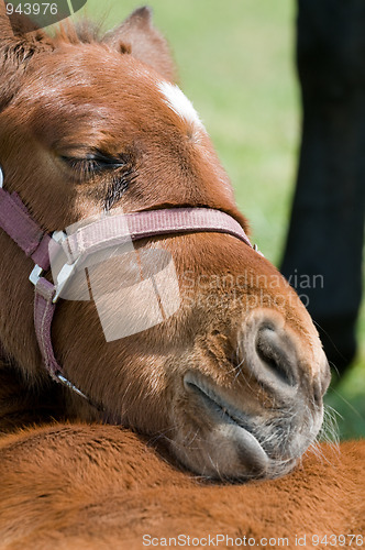 Image of Cute Horse Resting