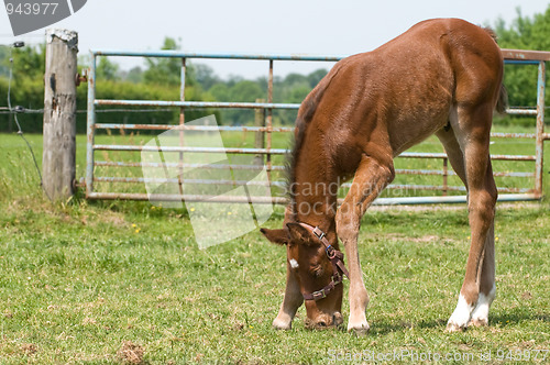 Image of Little foal eating grass