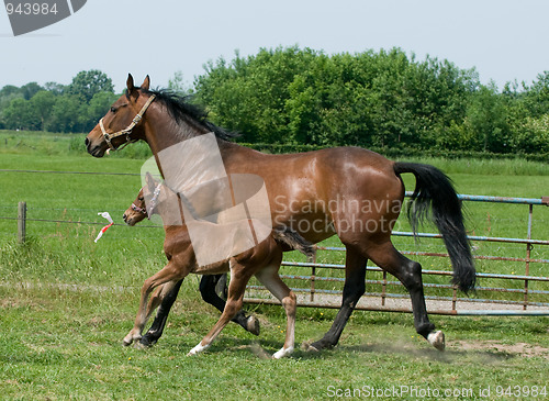 Image of Running horses