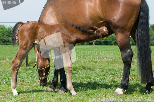 Image of Drinking Milk