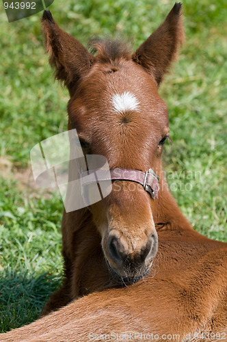 Image of Cute Horse Resting