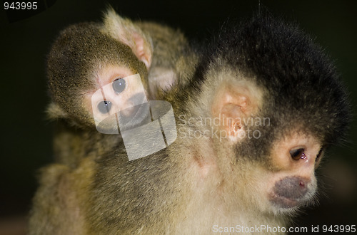 Image of Baby Squirrel Monkey