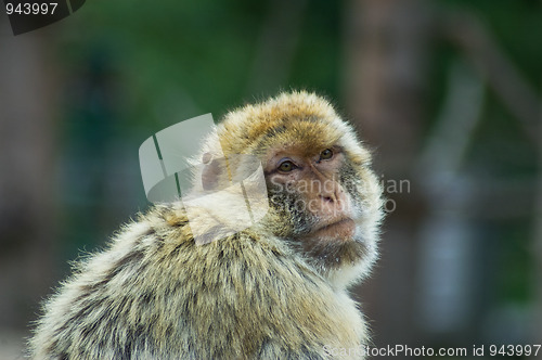 Image of Resting Berber Ape
