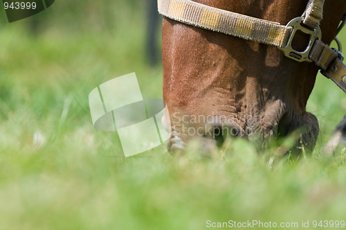 Image of Horse closeup