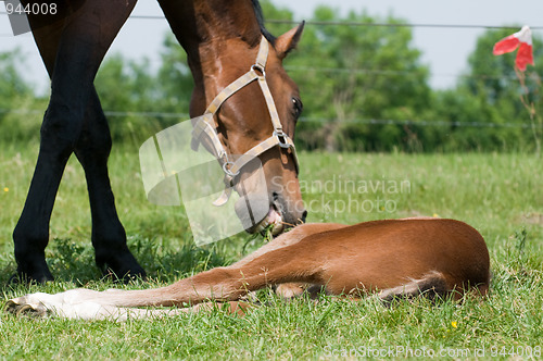 Image of Dinner Time