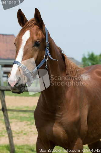 Image of Horse Portrait