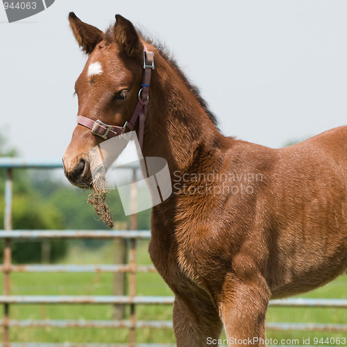 Image of Young Horse Eating Grass