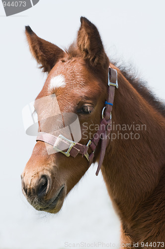 Image of Cute Horse