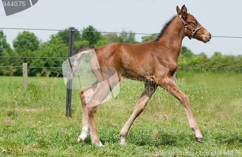 Image of Proud foal