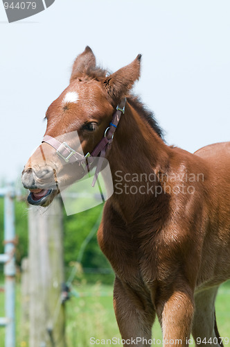 Image of Cute 10 day old foal