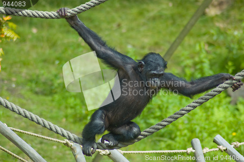 Image of Swinging ape