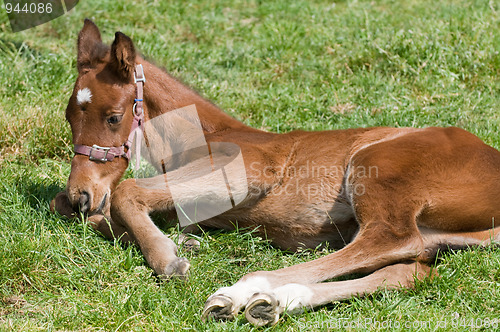 Image of Cute Horse Resting