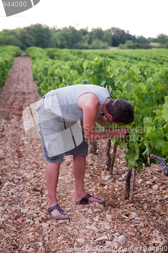 Image of Harvesting Boy