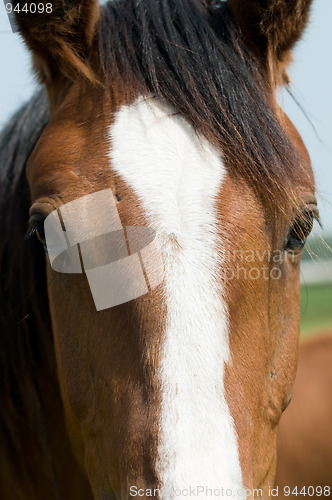 Image of Horse closeup