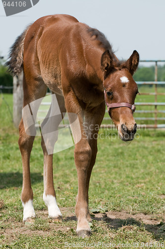 Image of Cute Horse.