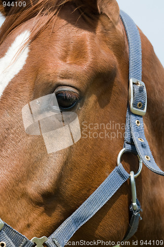 Image of Horse Eye Closeup