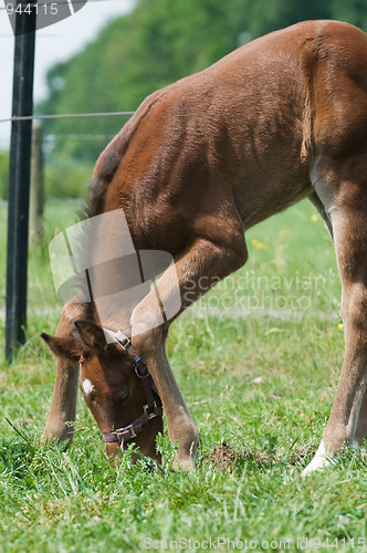 Image of Young Horse