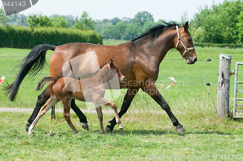 Image of Mare and foal running