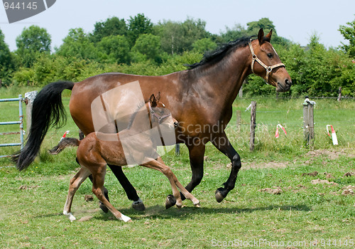 Image of Running Horses